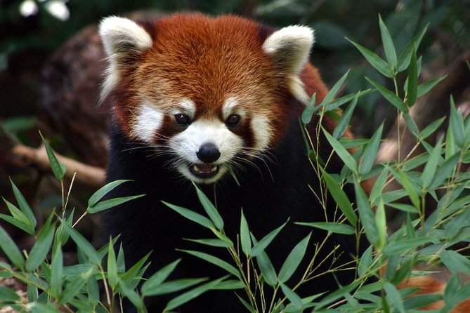Skip the Line: Daily Admission at Woodland Park Zoo Ticket - Outdoor Theater Programs and Ambassador Animals Up Close