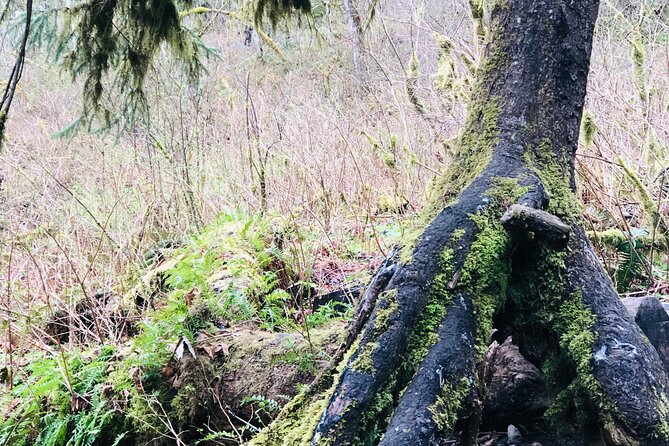 Snoqualmie falls and Twin Falls Hike - Meet Jared M. Hart: Naturalist Storytelling That Feels Like a Walk With a Local
