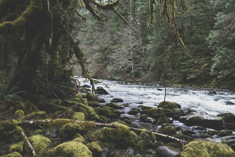 Snoqualmie, Twin Falls & Ancient Forest (Transport Included) - What four hours in the Cascades actually feels like