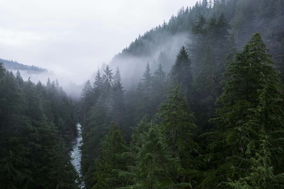 Snoqualmie, Twin Falls & Ancient Forest (Transport Included) - Who this tour fits best (and who should skip it)