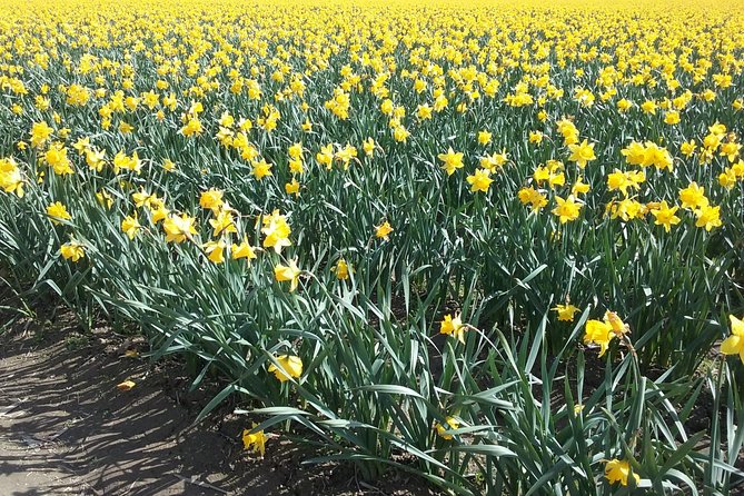 Tulip Festival and Skagit Valley Tour - The Skagit Valley Tulip Festival Moment: Where the Day Feels Like an Event