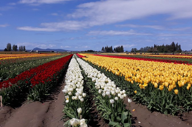 Tulip Festival and Skagit Valley Tour - Museum Choice After Lunch: History, Quilts/Textiles, or Northwest Art