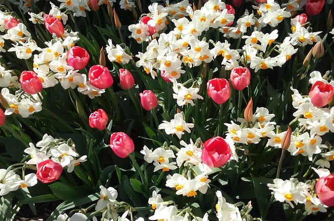 Tulip Festival and Skagit Valley Tour - What the Guides Add (And Why It Matters on This Route)
