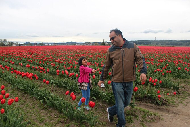 Tulip Festival at Skagit Valley ,La Conner and Deception Pass - Skagit Valley Tulip Festival Fields: Big Color, Real Geography