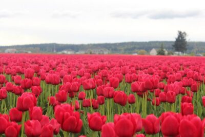 Tulip Festival at Skagit Valley ,La Conner and Deception Pass - Price and Value: What $295 Buys You (and What It Doesn’t)