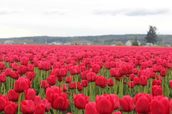 Tulip Festival at Skagit Valley ,La Conner and Deception Pass - Price and Value: What $295 Buys You (and What It Doesn’t)