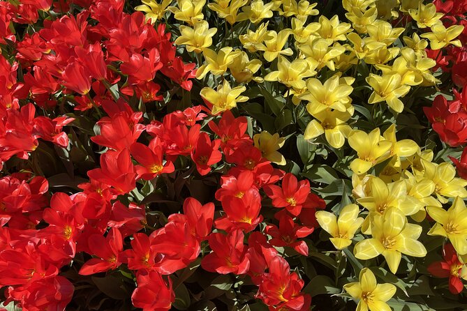 Tulip Festival in Skagit Valley Tour from Seattle - Roozengaarde Farm: where the main tulip time happens