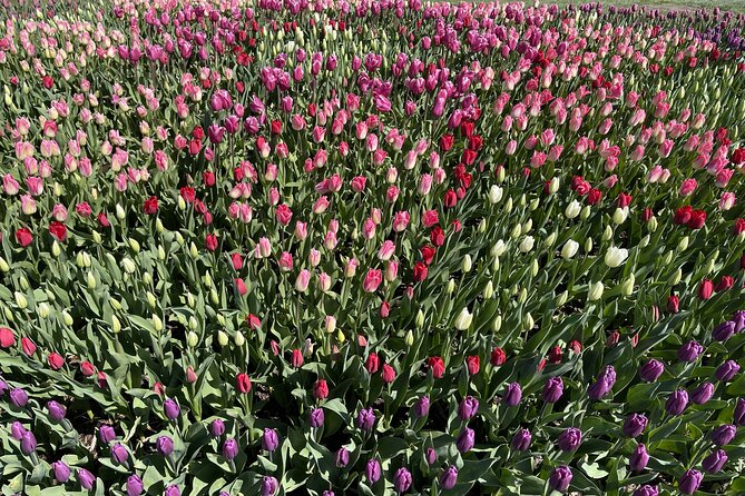 Tulip Festival in Skagit Valley Tour from Seattle - La Conner: two hours for dining and unplanned wandering
