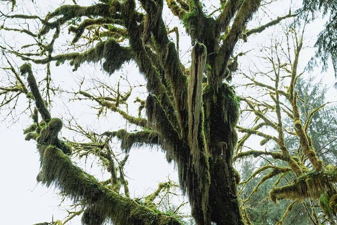 Twilight Forks Washington Tour - Twilight Road Trip: How the 9-Hour Loop Works