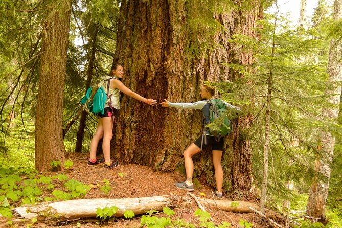 Visit Snoqualmie waterfall and an old forest (Transport Included) - Key Highlights You Should Know