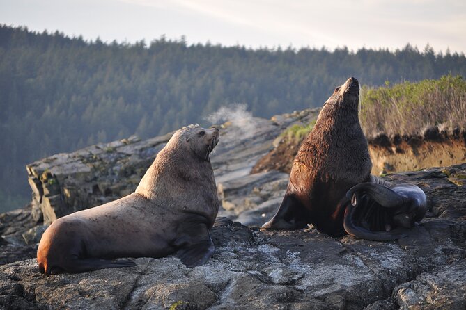 Whale Watching + Deception Pass Tour from Seattle - Deception Pass State Park: old-growth trails, rocky coasts, and tide-time beach walking