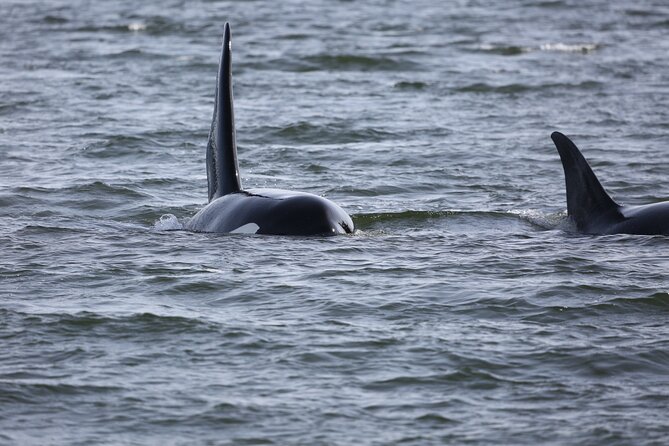 Whale Watching + Deception Pass Tour from Seattle - Food and comfort: snacks, a seasonal picnic lunch, and drinks covered