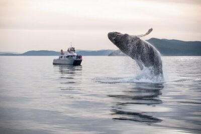 Whale Watching + Deception Pass Tour from Seattle - Anacortes + the Salish Sea: the whale hunt with a professional naturalist