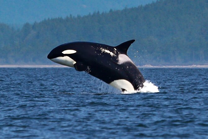 Whale Watching + Deception Pass Tour from Seattle - Value check: what’s included vs what you should plan to pay