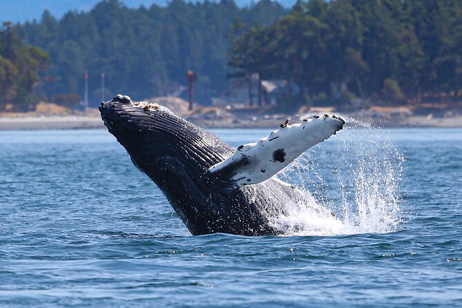 Whale Watching + Deception Pass Tour from Seattle - Should you book this whale watching + Deception Pass tour?