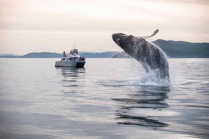 Whale Watching + Deception Pass Tour from Seattle - Anacortes + the Salish Sea: the whale hunt with a professional naturalist